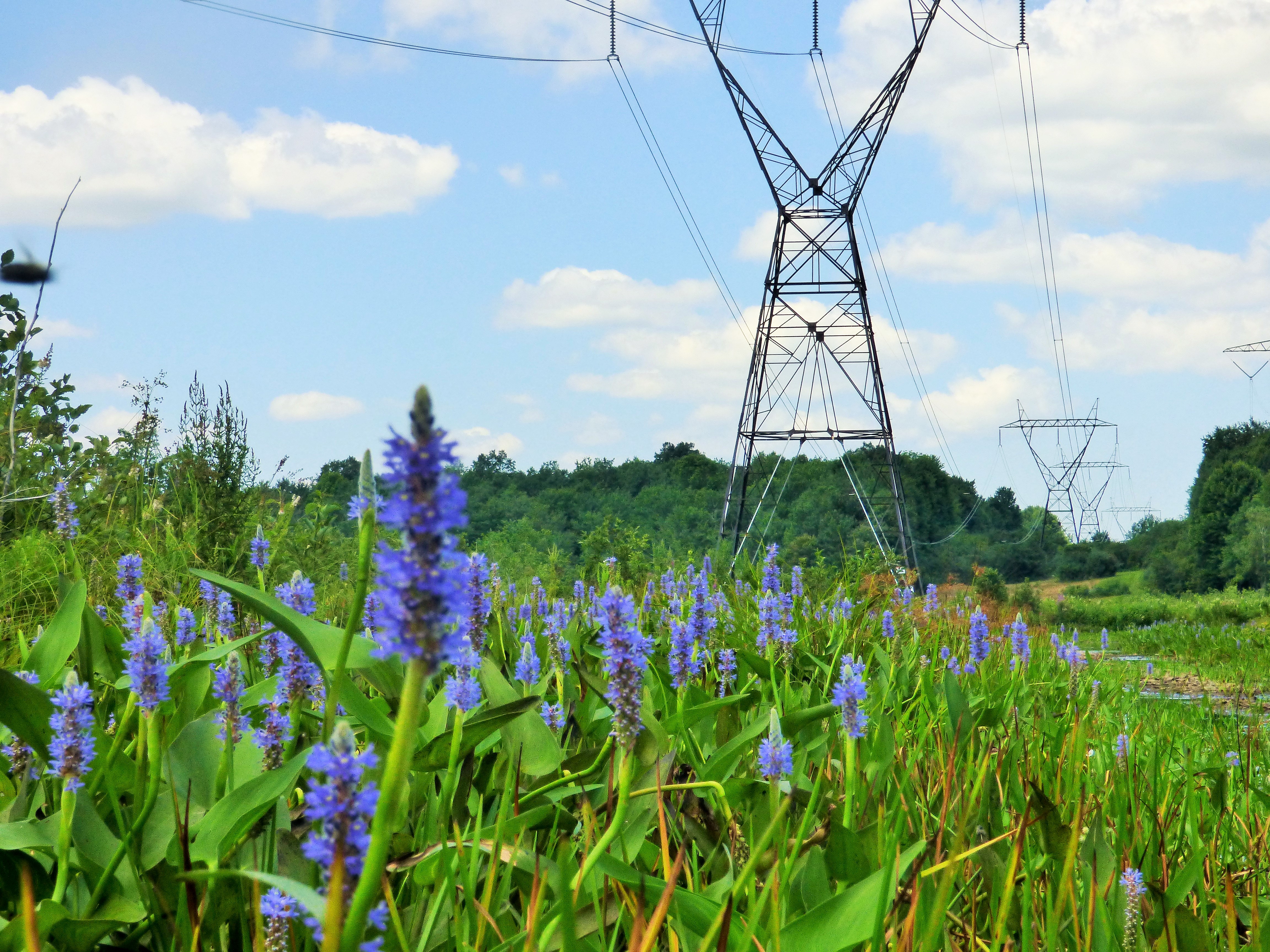 NYPA Transmission and Real Estate